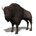bison picha-za-michoro-gif
